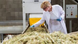 A professional examining the hemp production