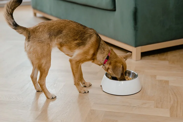 A dog eating from a bowl
