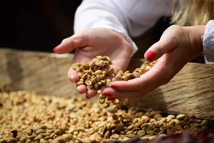 A woman holding fresh coffee beans in her hands