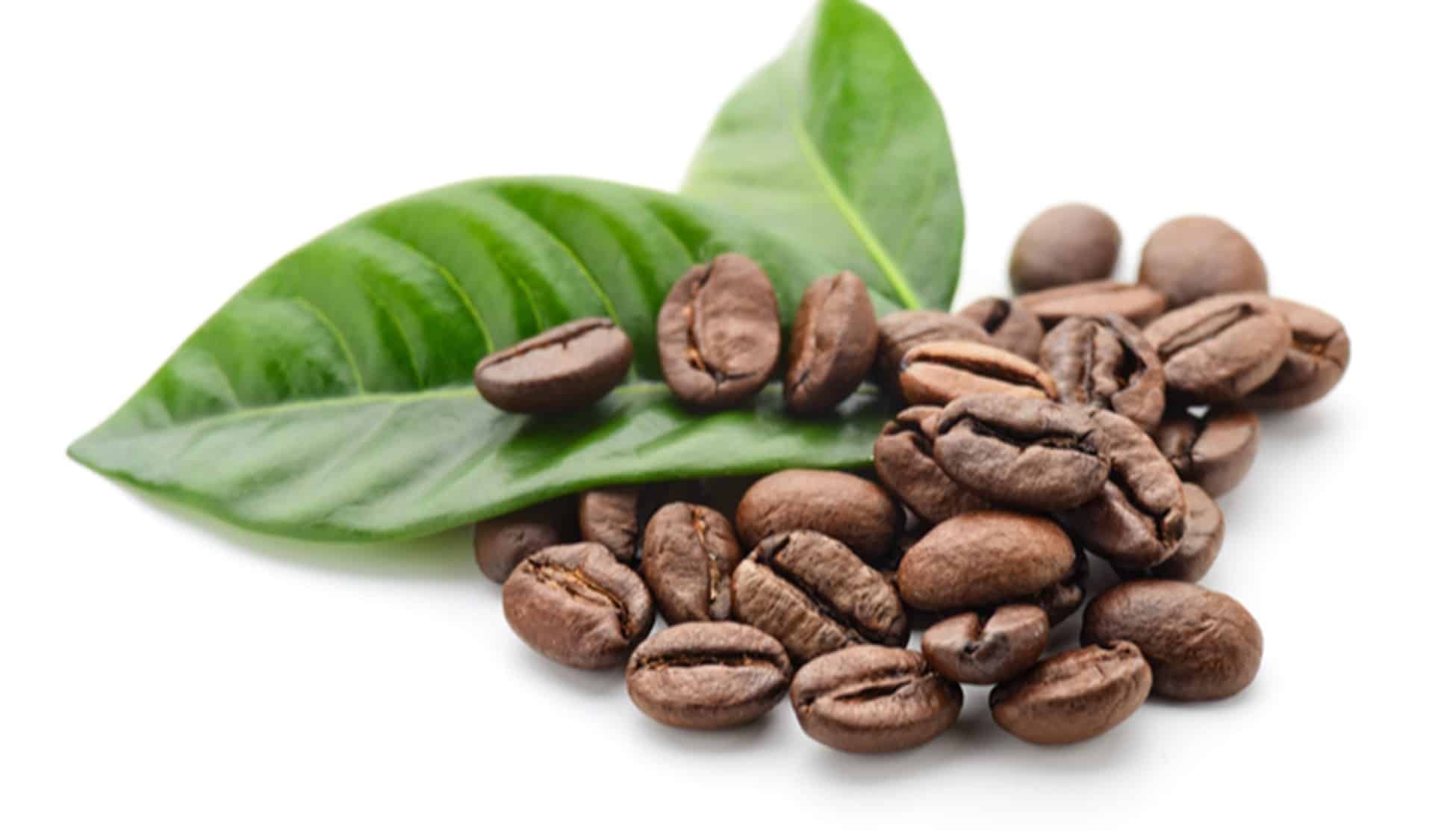 Green coffee: how to prepare it and how to take it