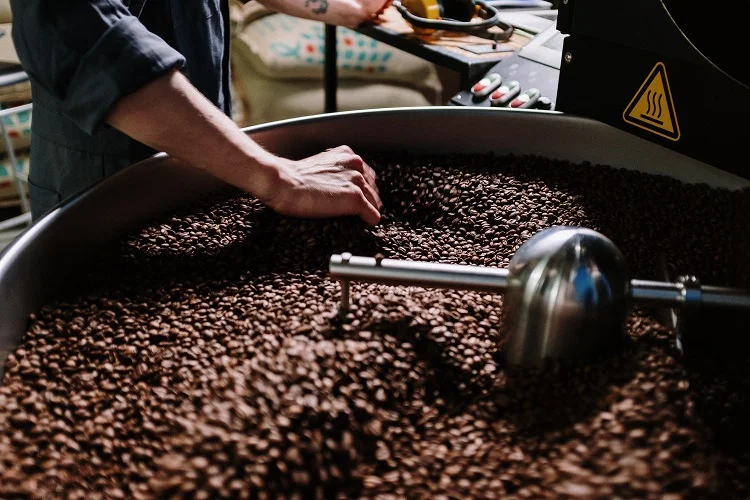 Un hombre junto a una cinta transportadora que procesa granos de café