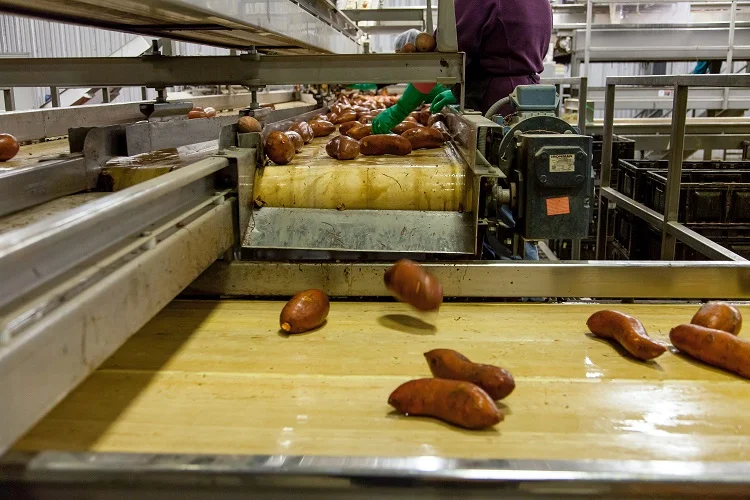 A conveyor belt with potatoes