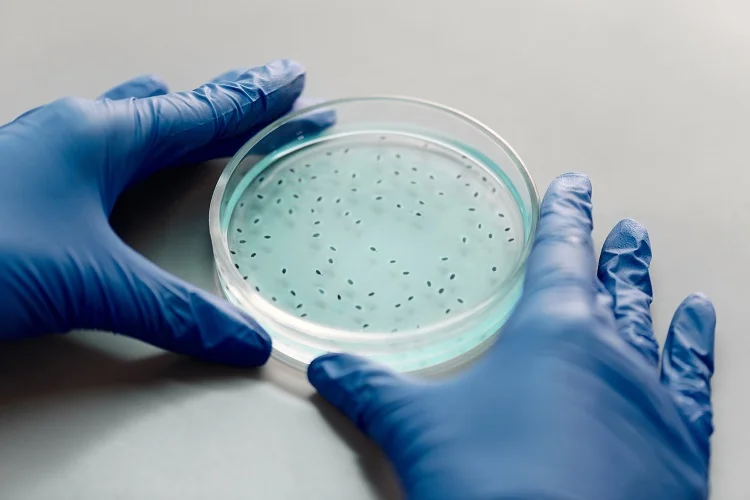 Ein Laborant hält eine Petrischale mit Bakterien