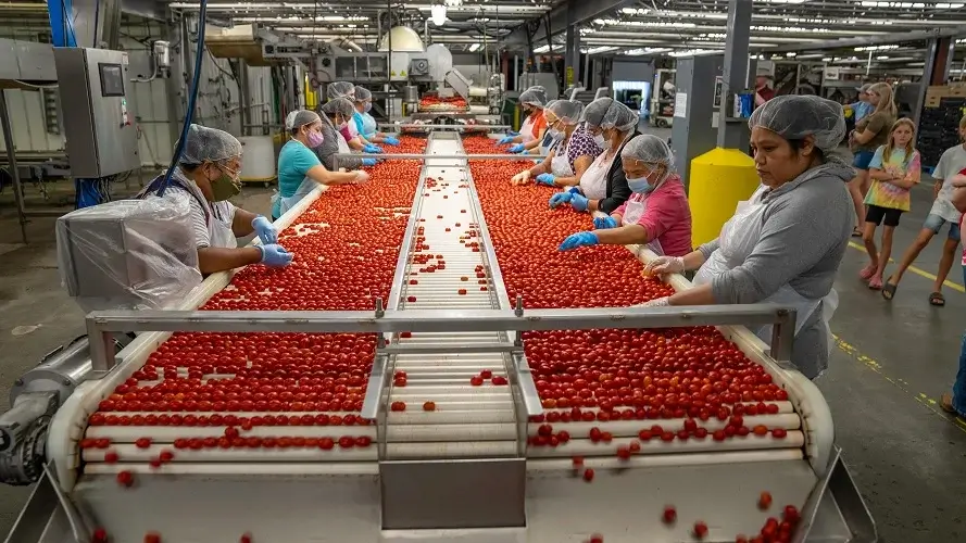 Gente clasificando tomates cherry en una cinta transportadora