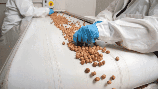 Two people sorting hazelnuts on a conveyor belt system