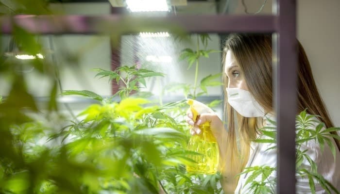 A woman spraying some solution onto hemp plants