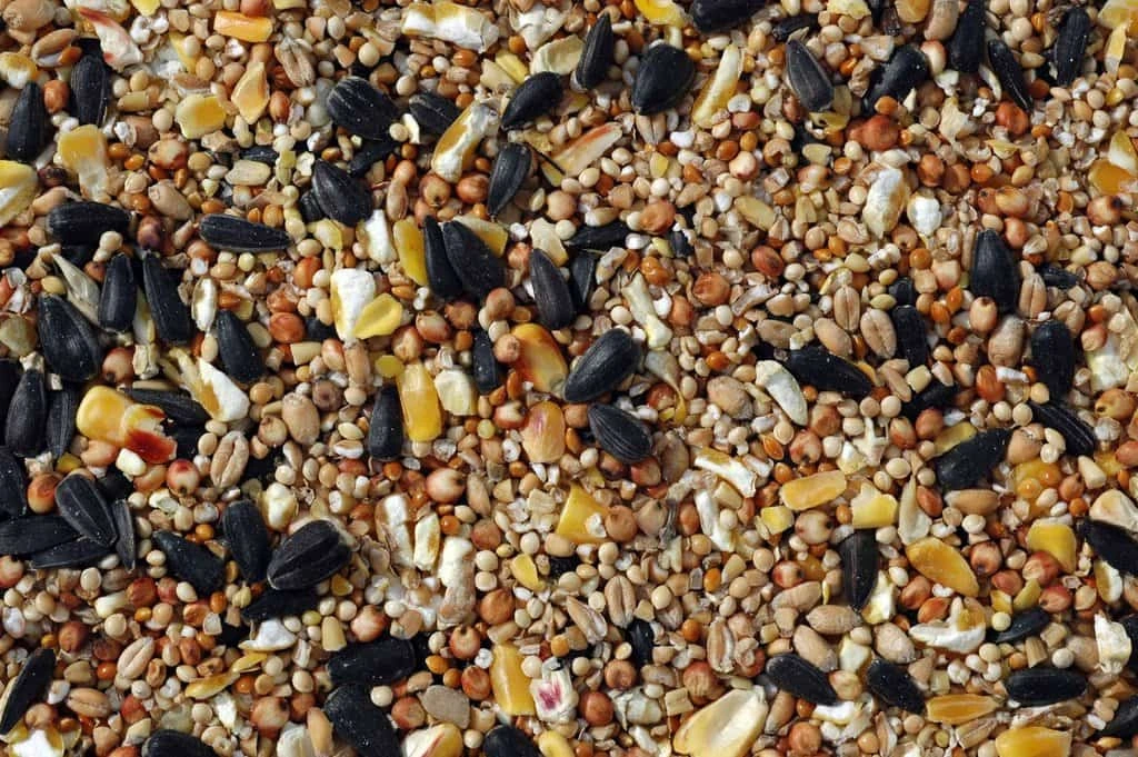A pile of bird seeds
