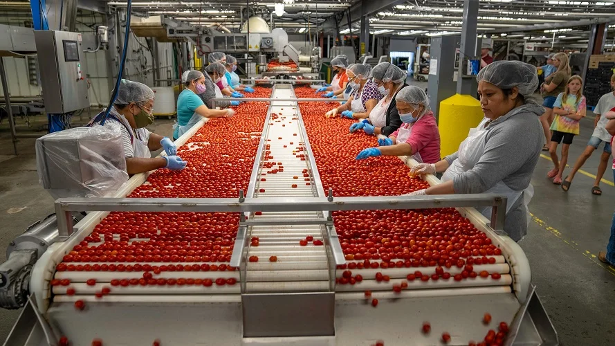 Personnes triant des tomates cerises sur un tapis roulant